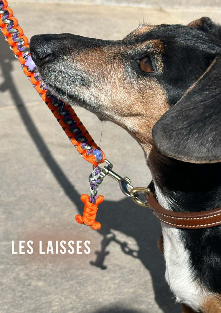 Gros plan sur un gros chien type bouvier, avec une laisse rose en paracorde