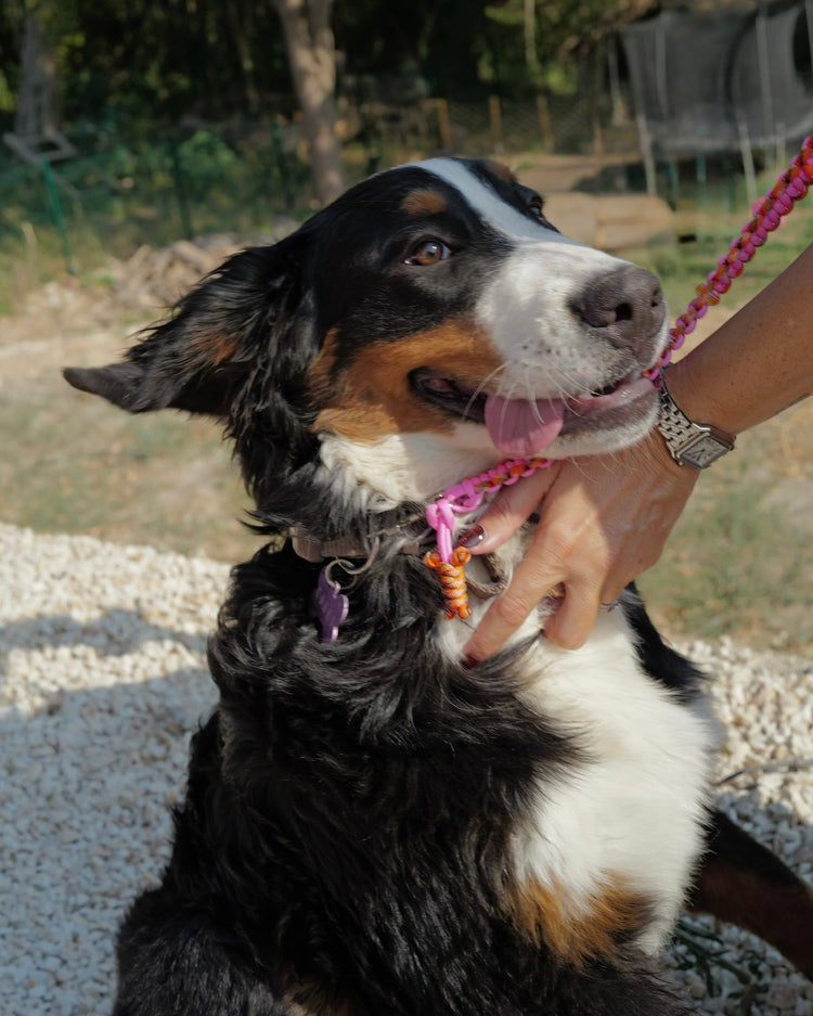 Gros plan sur un gros chien type bouvier, avec une laisse rose en paracorde