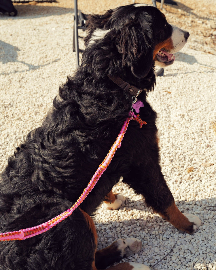 Chien de grande taille noir portant une laisse en paracorde rose et orange