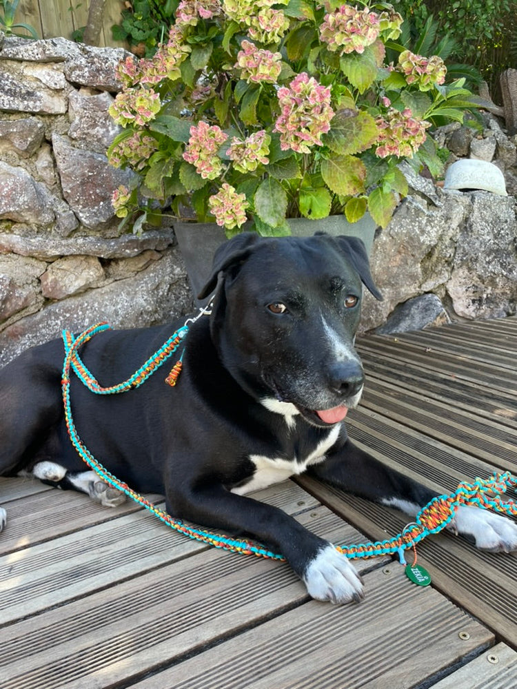 grand chien noir et blanc portant une laisse longue en paracorde bleu turquoise et orange