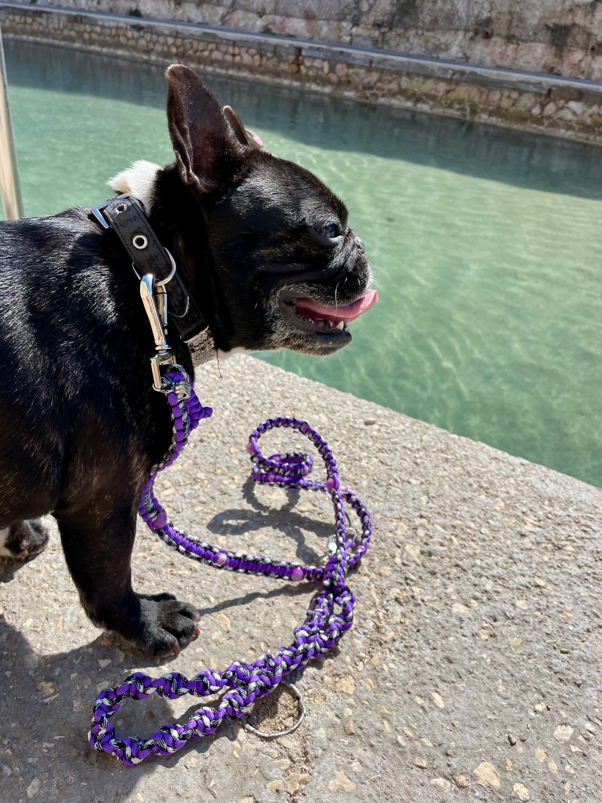 laisse chien balade paracorde solide fait main vichy noir blanc violet