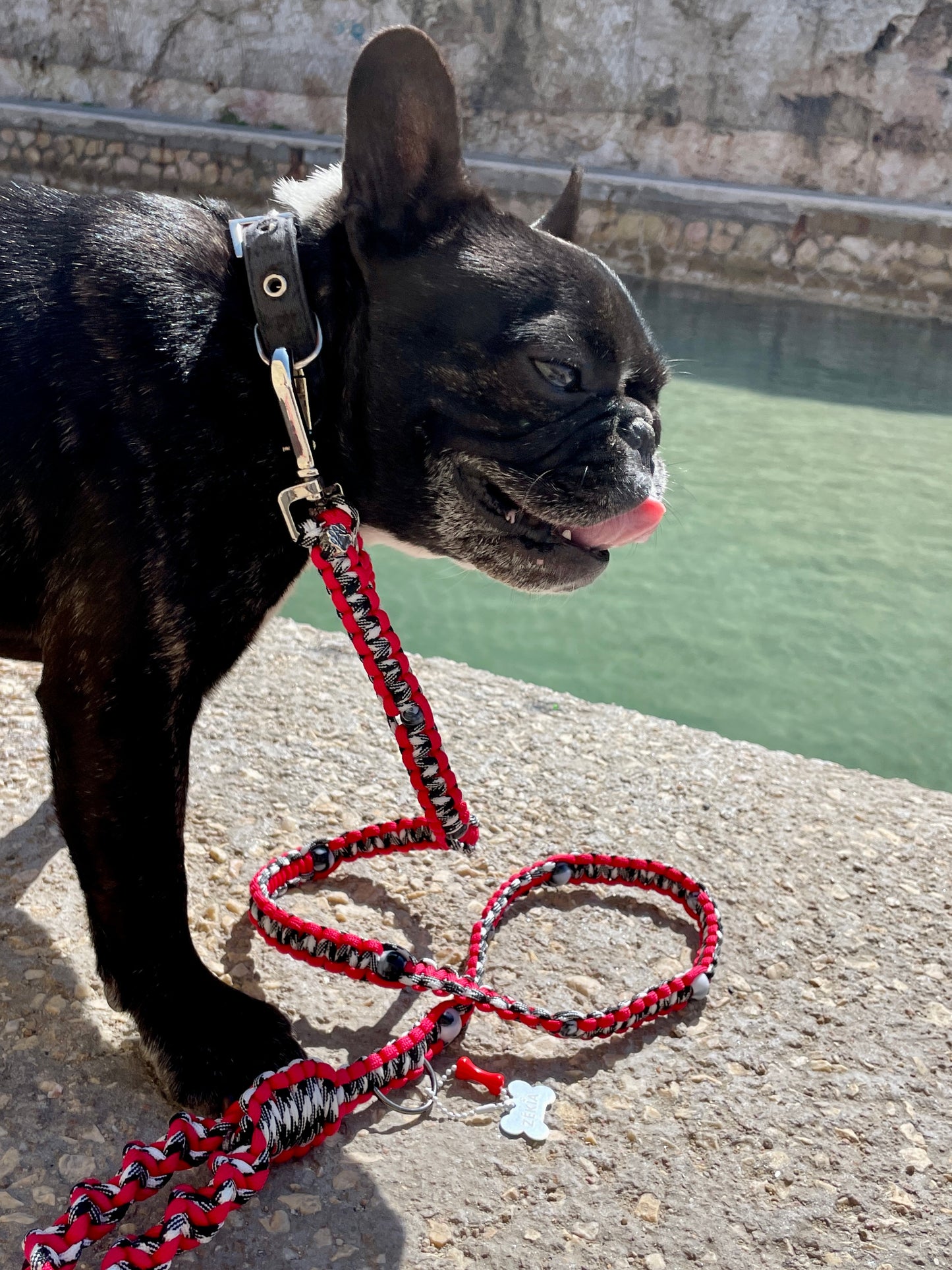 laisse chien balade paracorde solide fait main vichy noir blanc rouge